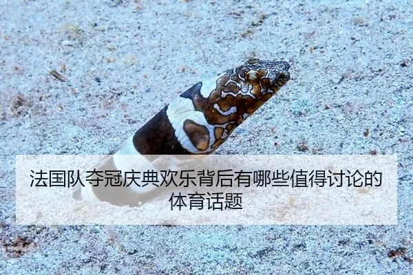 法国队夺冠庆典欢乐背后有哪些值得讨论的体育话题